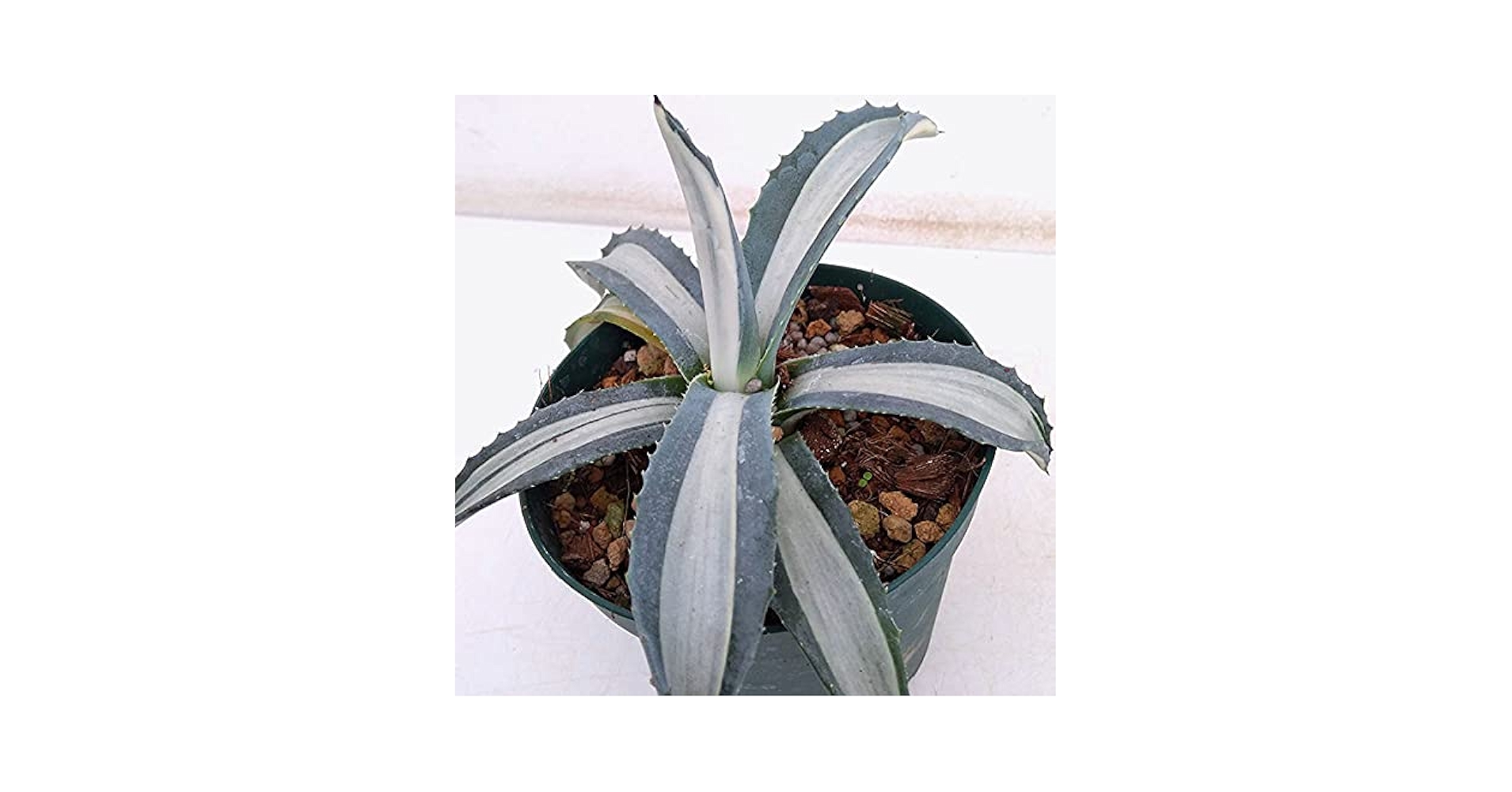 Amazon｜アガベ：アメリカーナ メディオピクタ(華厳) 3.5号ポット[多肉